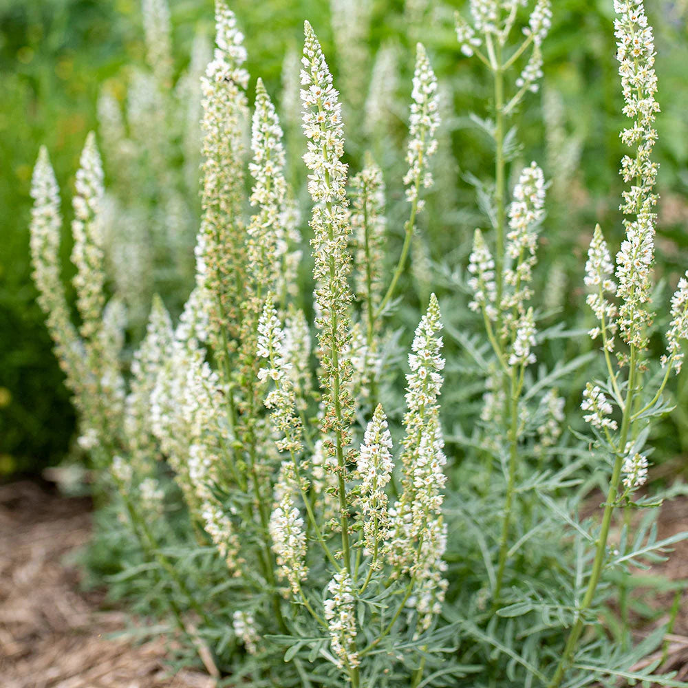 Mignonette flower seeds