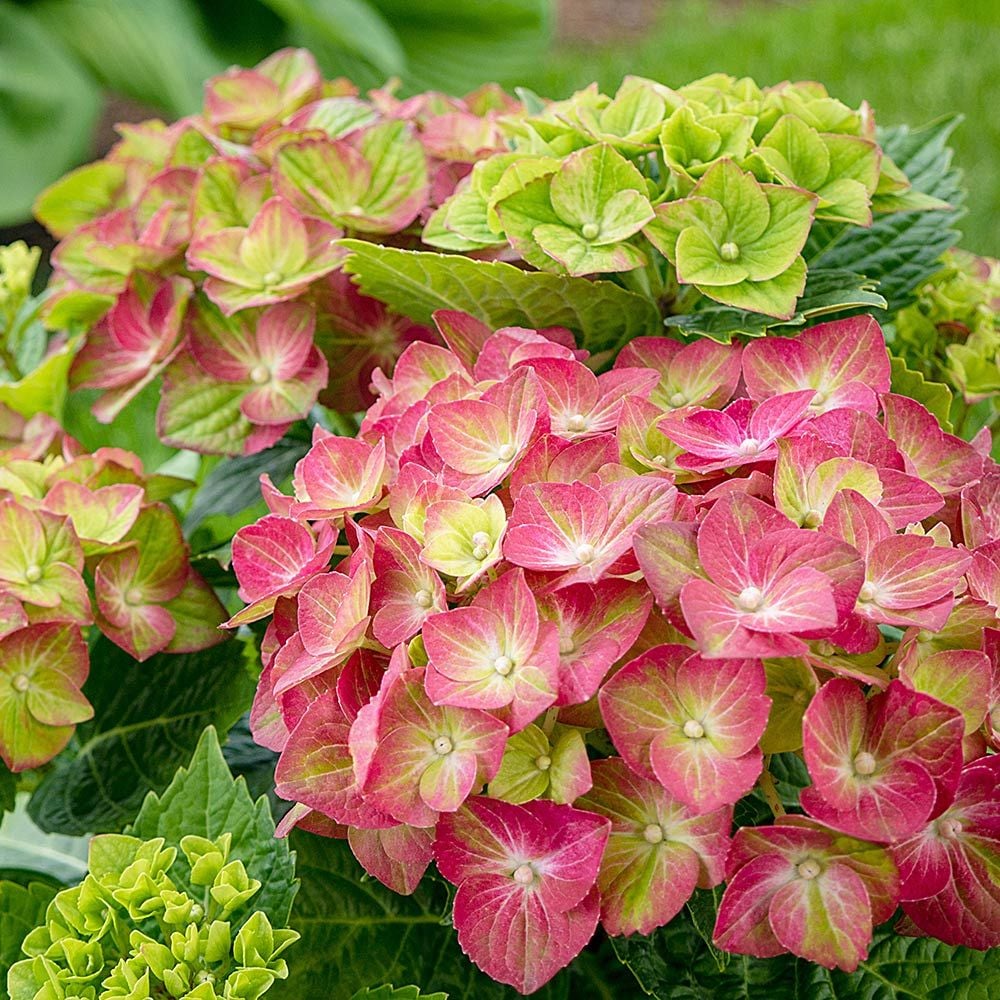 Green And flower seeds