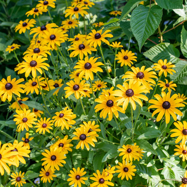 Yellow Rudbeckia flower seeds