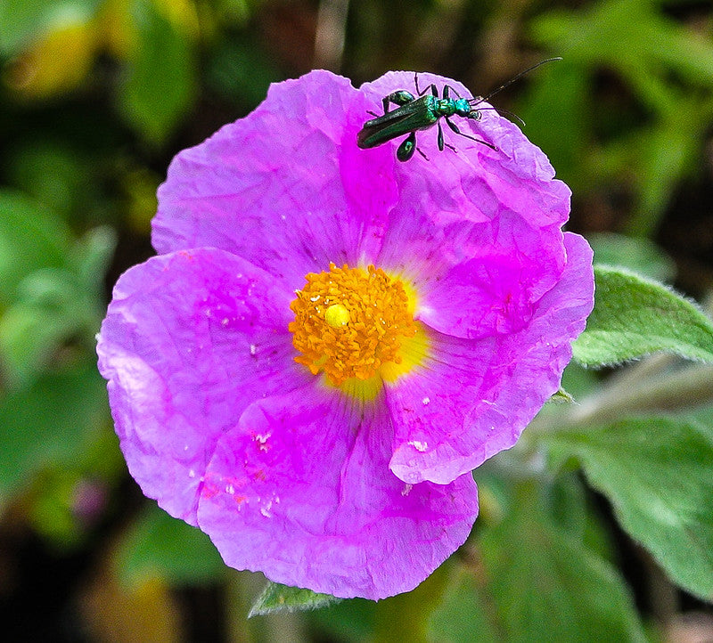 Zistrose flower seeds