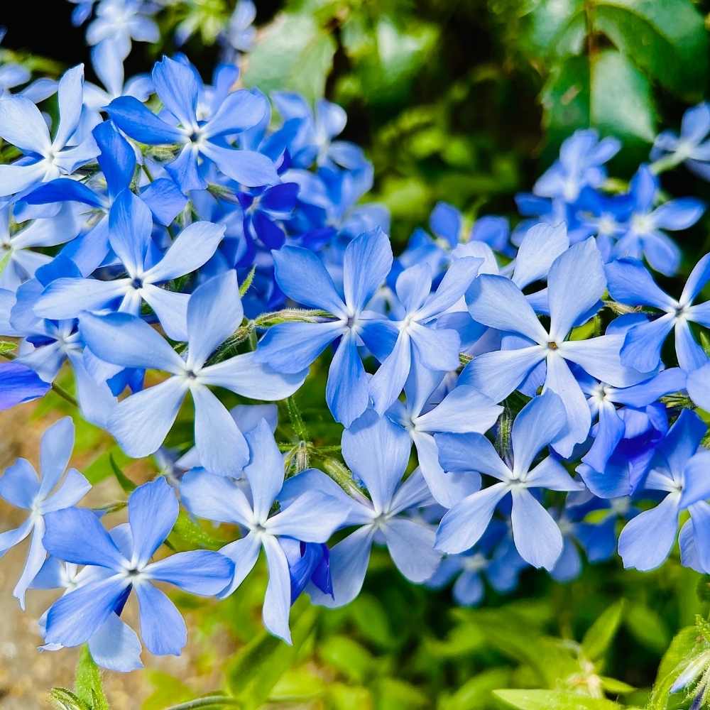 Blue Cutting Phlox plant