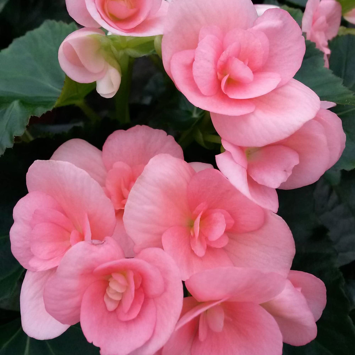 Pink Rieger Begonia plant