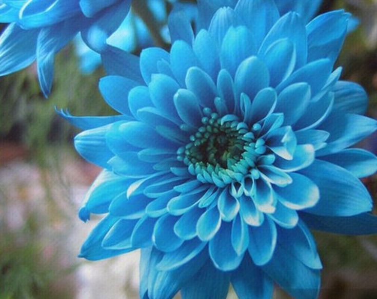 Chrysanthemum Blue flower seeds