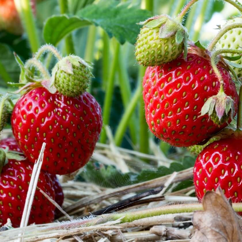 strawberry fruit seeds