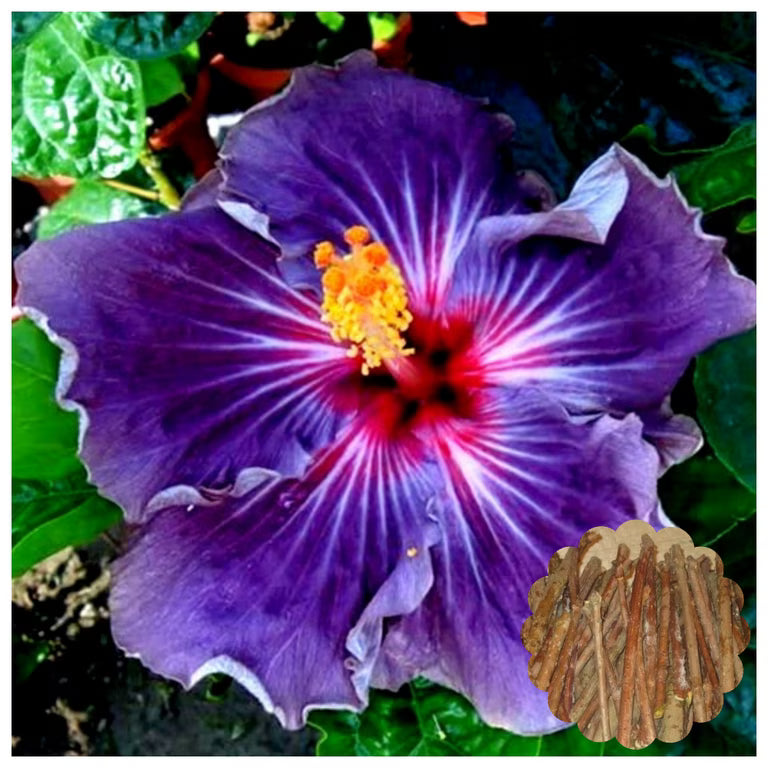 Dark Purple flower seeds