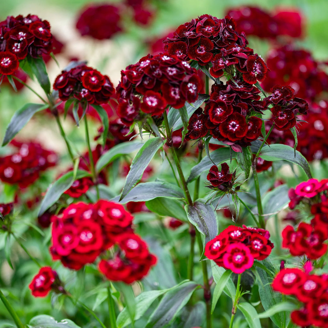 Maroon William flower seeds
