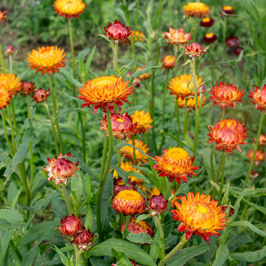 Yellow Orange flower seeds