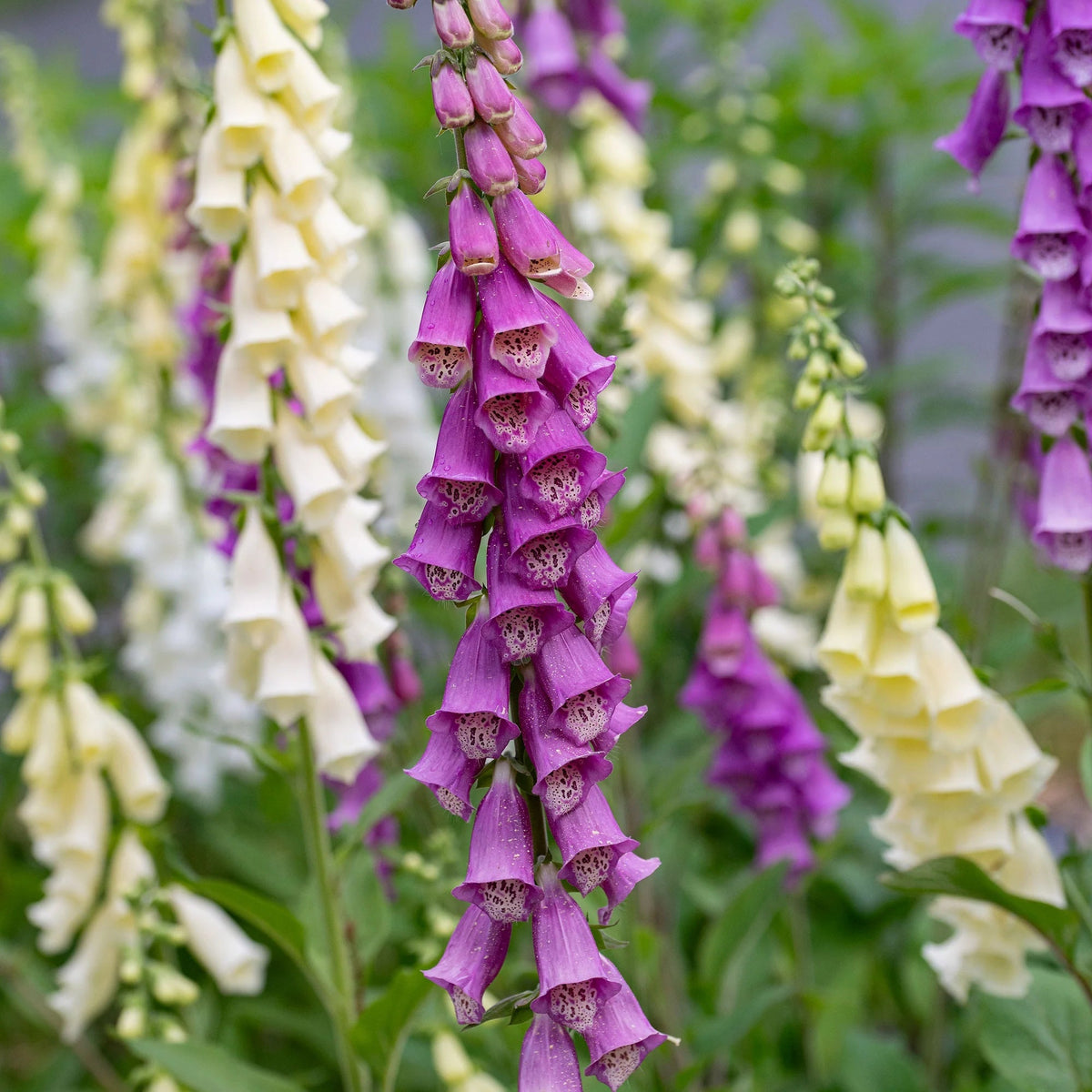 Cottage Foxglove plant