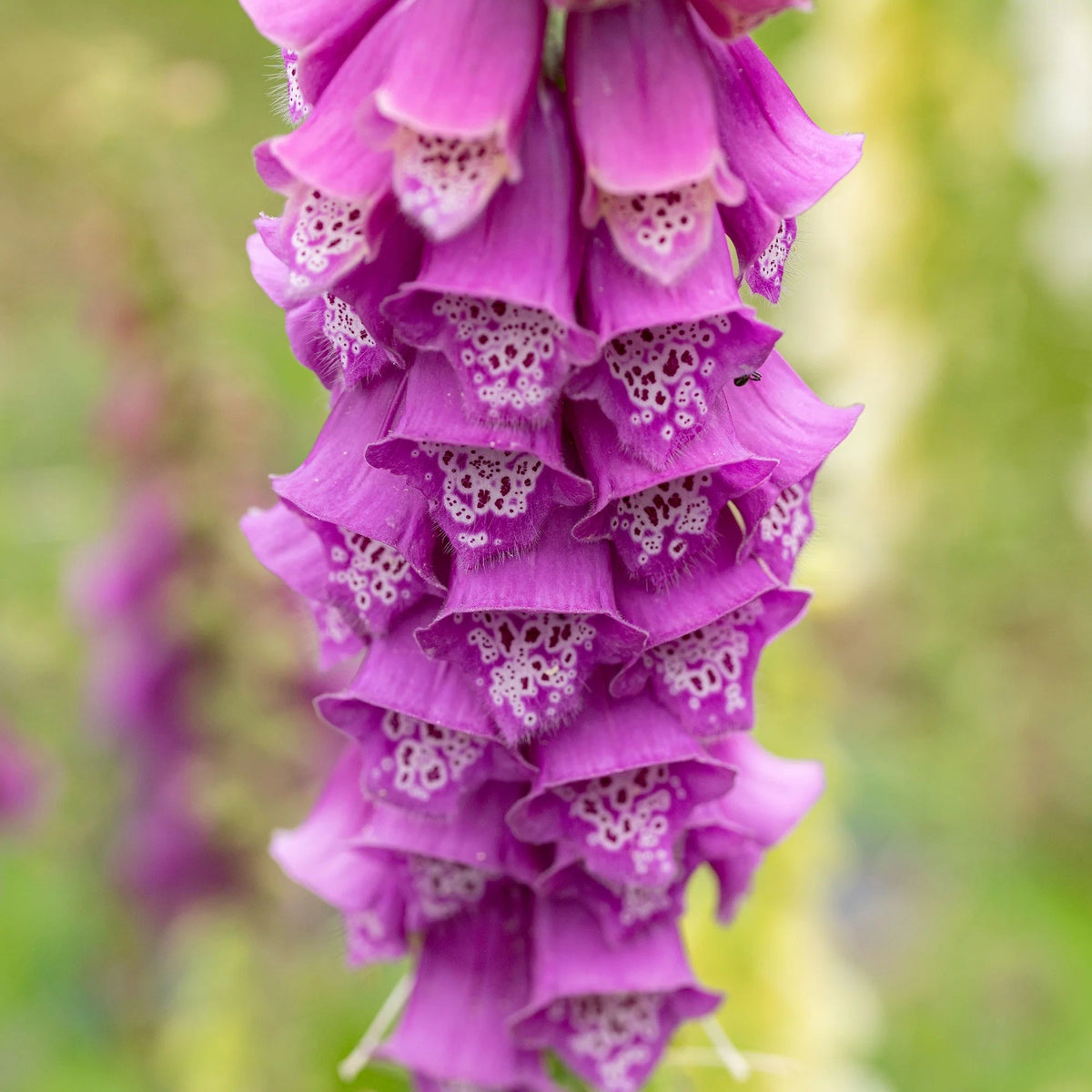Cottage Foxglove plant