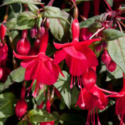 Pink Red Fuchsia plant