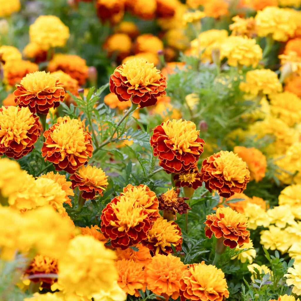 Marigold flower seeds