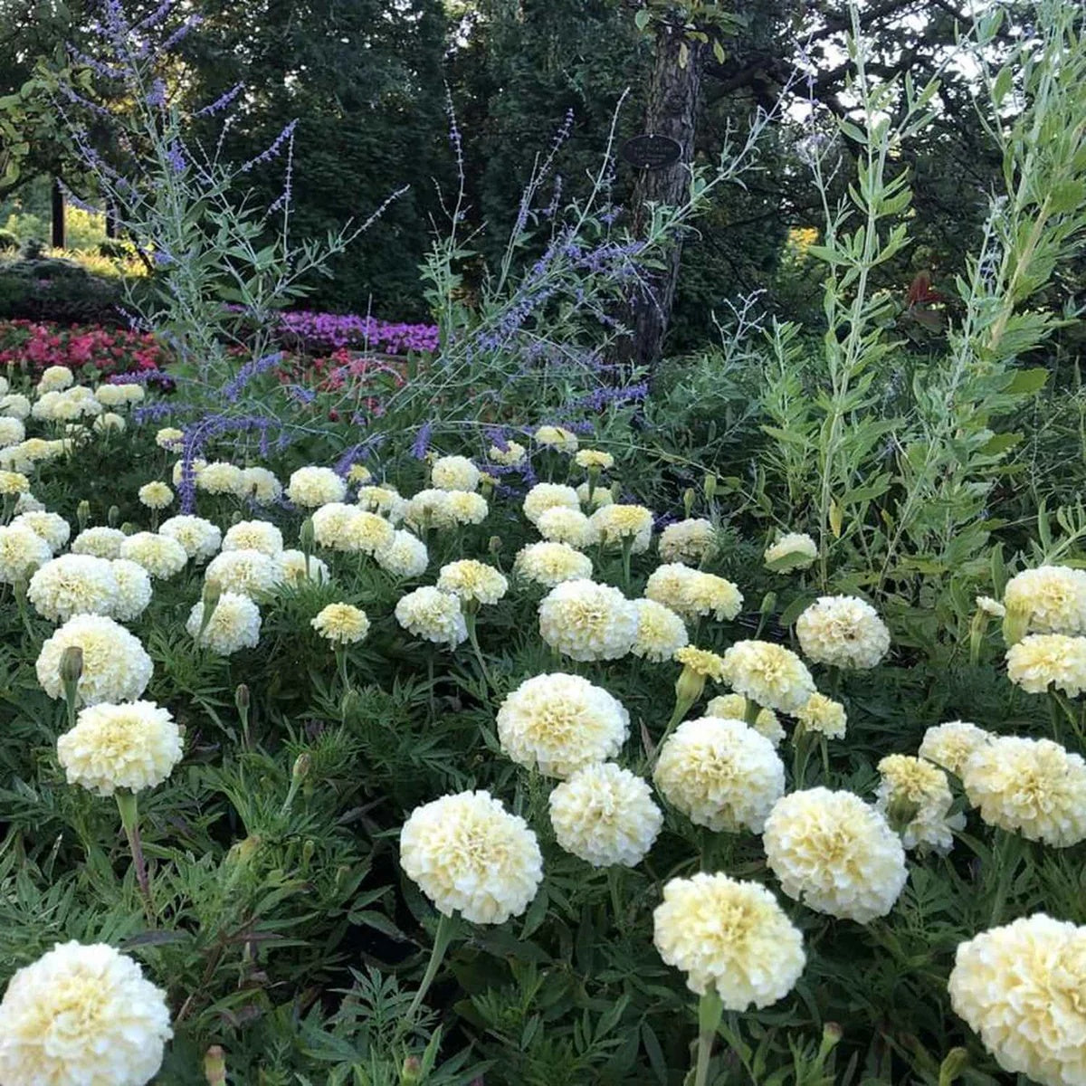African White Marigold plant