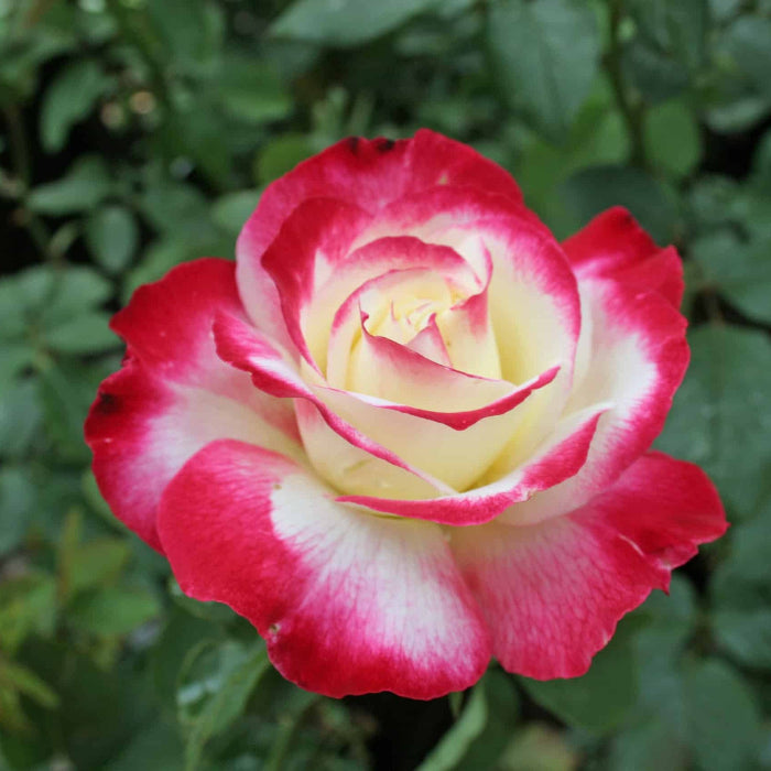 Rosa plant