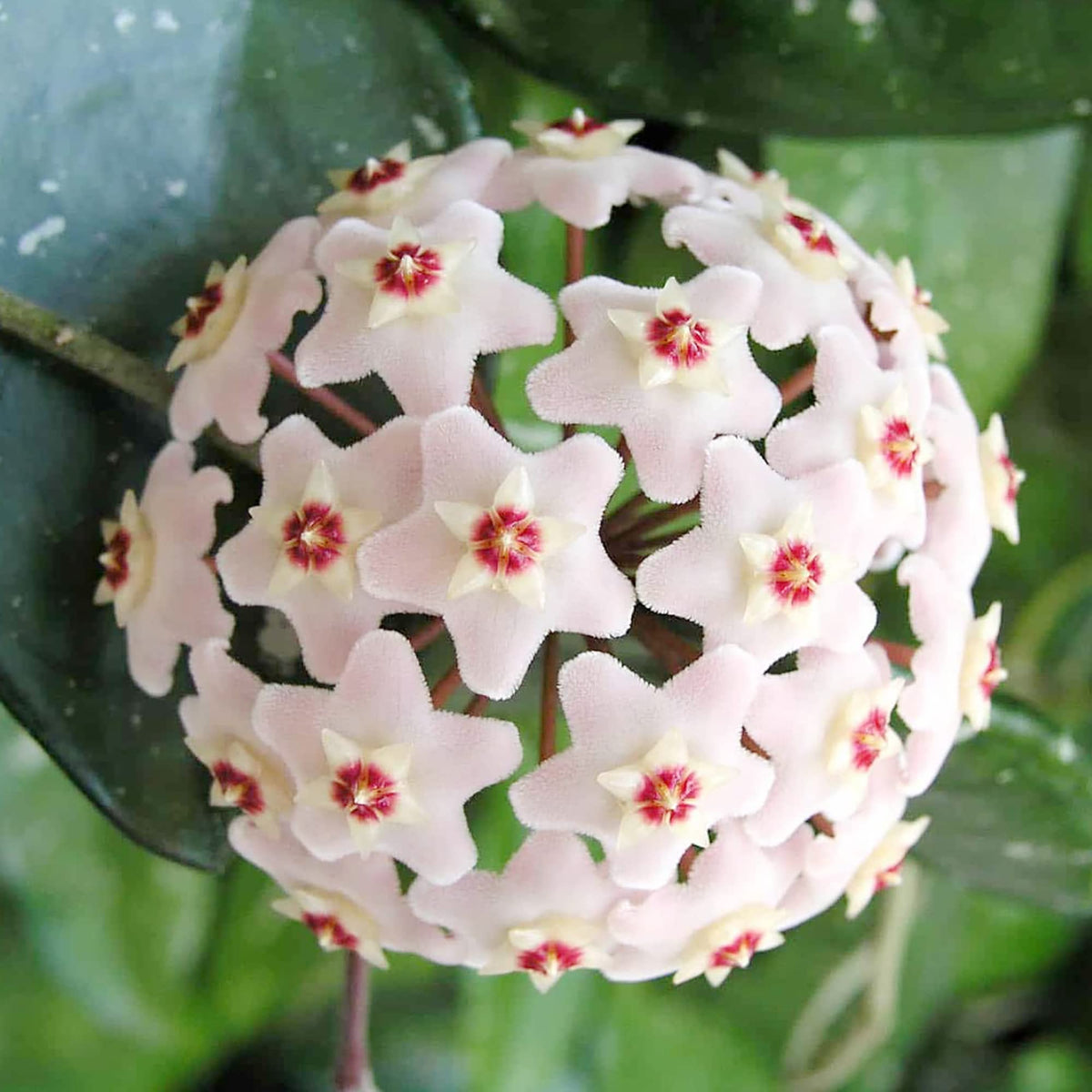 Carnosa Hoya plant