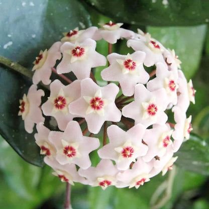 Carnosa Hoya plant