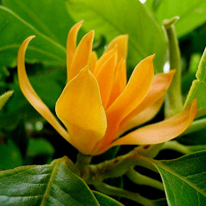 Champaca Magnolia plant