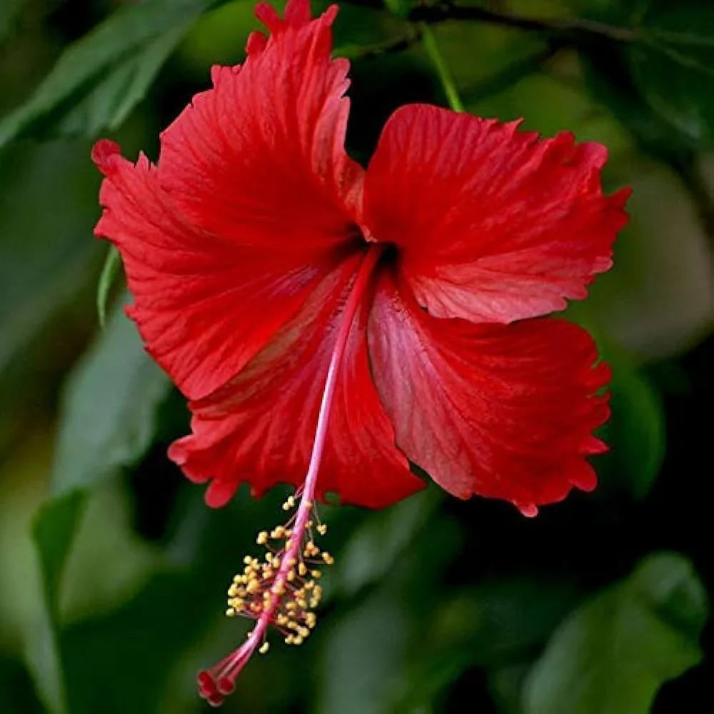 Hibiscus Rosa flower seeds