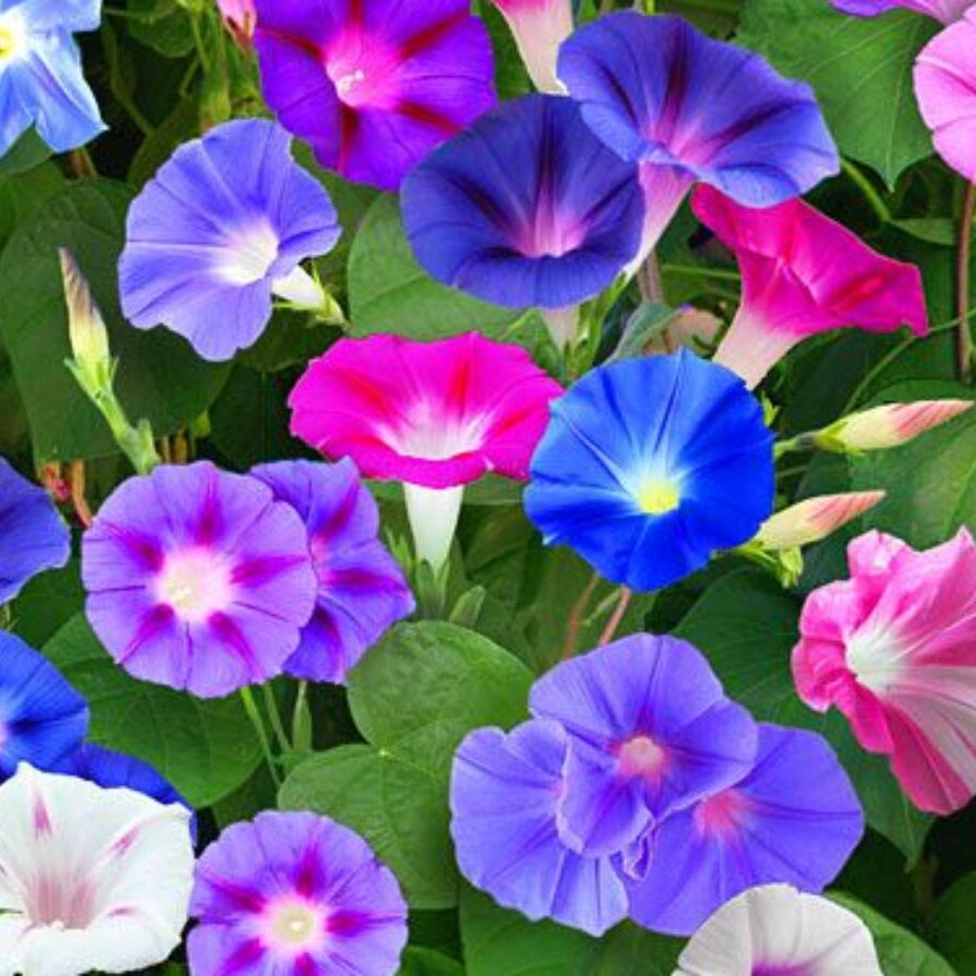 Star Morning Glory plant