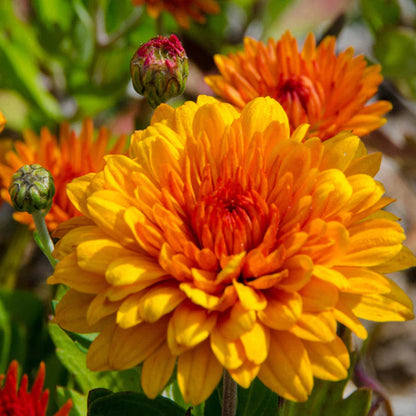 Chrysanthemum flower seeds