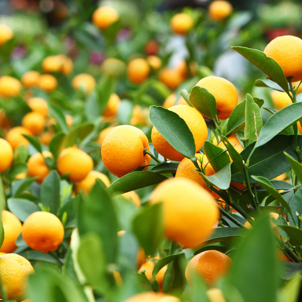 orange fruit seeds