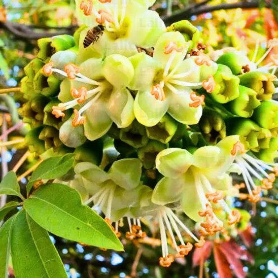 Pentandra flower seeds