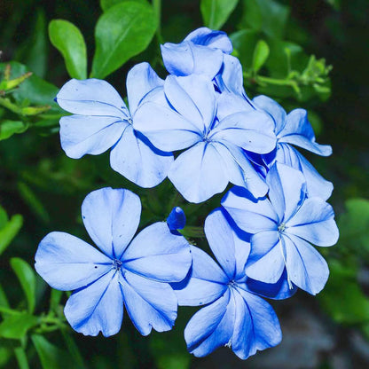 Plumbago flower seeds