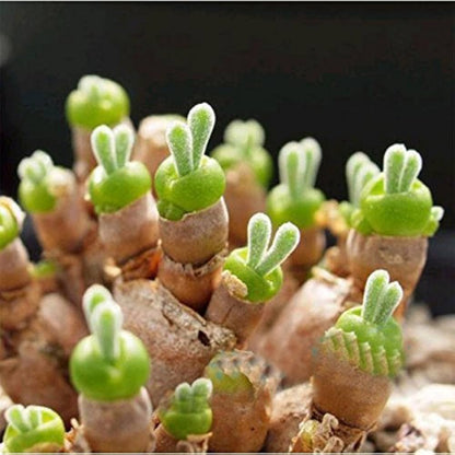 Green Stone flower seeds