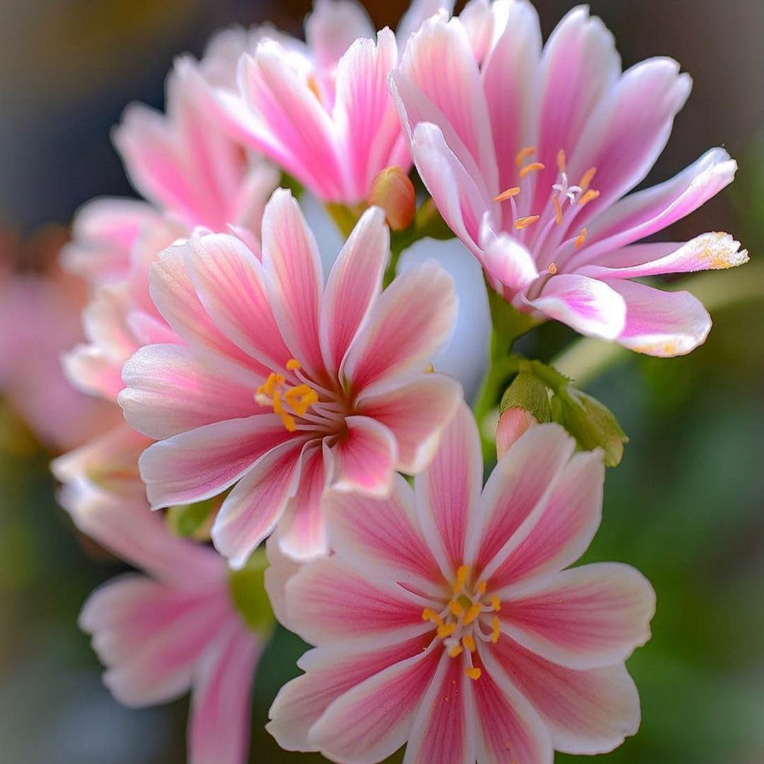 Pink Lewisia flower seeds