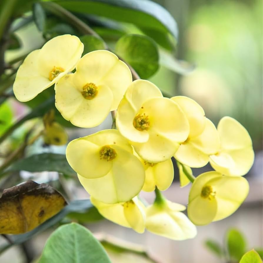 Yellow Euphorbia flower seeds
