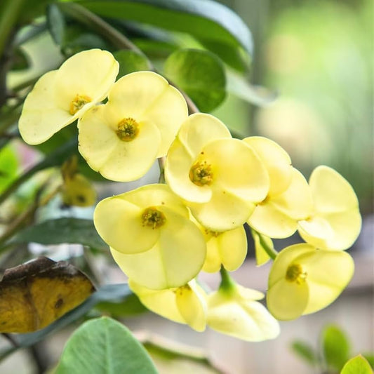 Yellow Euphorbia flower seeds