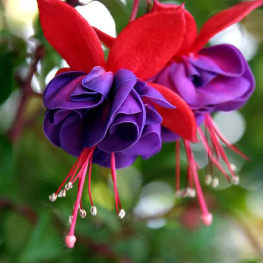 Pink Violet flower seeds