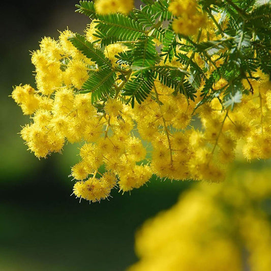 Yellow Mimosa flower seeds