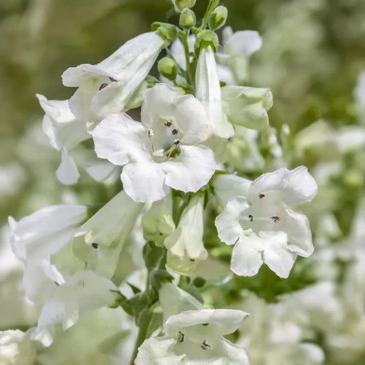White Penstemon flower seeds