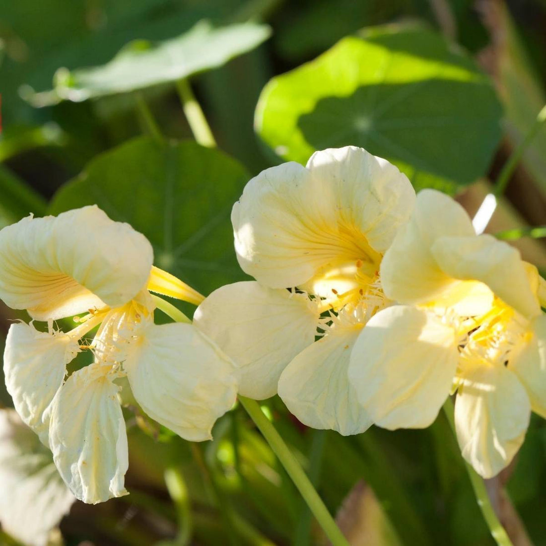 Cream Nasturtium flower seeds