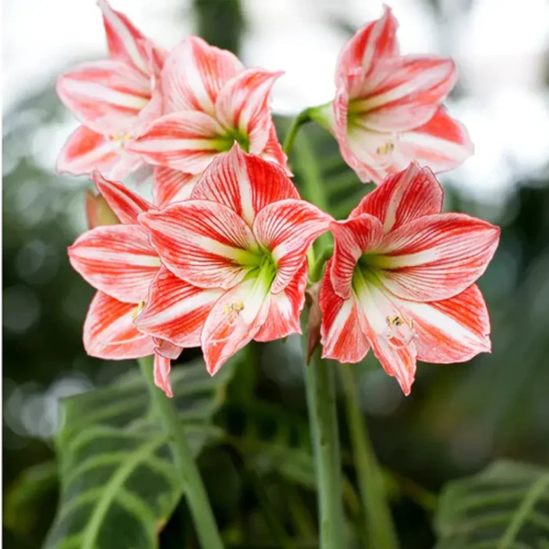 White And flower seeds