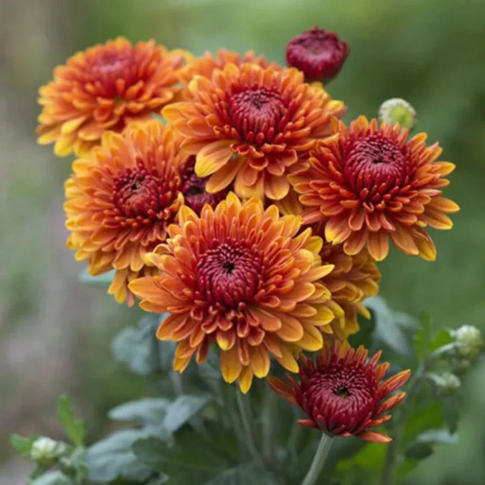 Orange And flower seeds