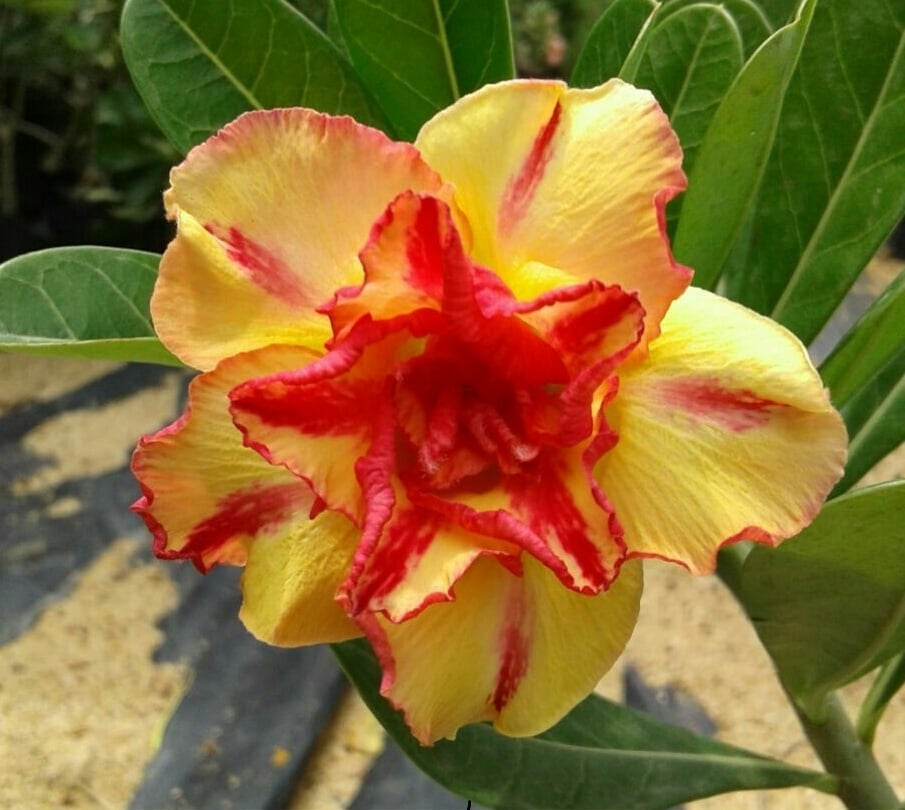 Orange And flower seeds