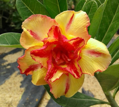 Orange And flower seeds
