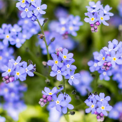 Lavender Myosotis flower seeds