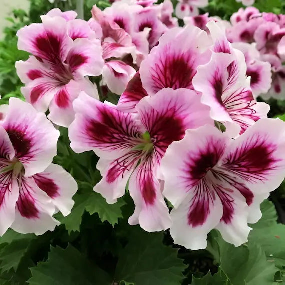Purple And flower seeds