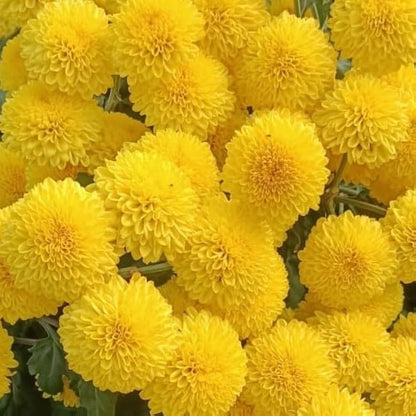 Yellow Chrysanthemum flower seeds