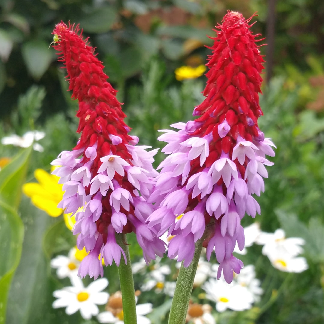 Pink Vialii flower seeds