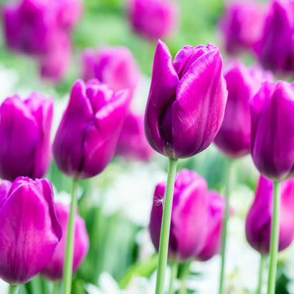 Tulip flower seeds