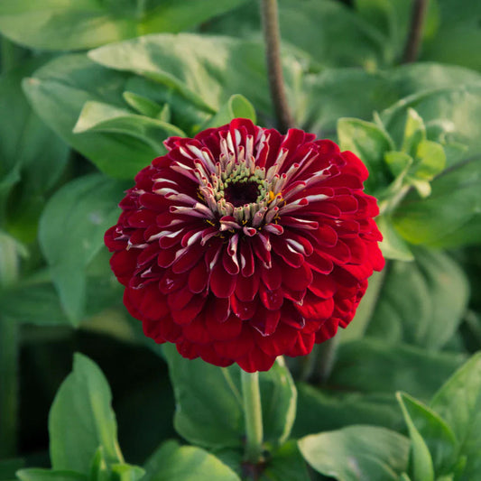 Deep Red flower seeds