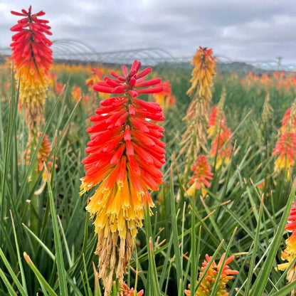 Red And flower seeds