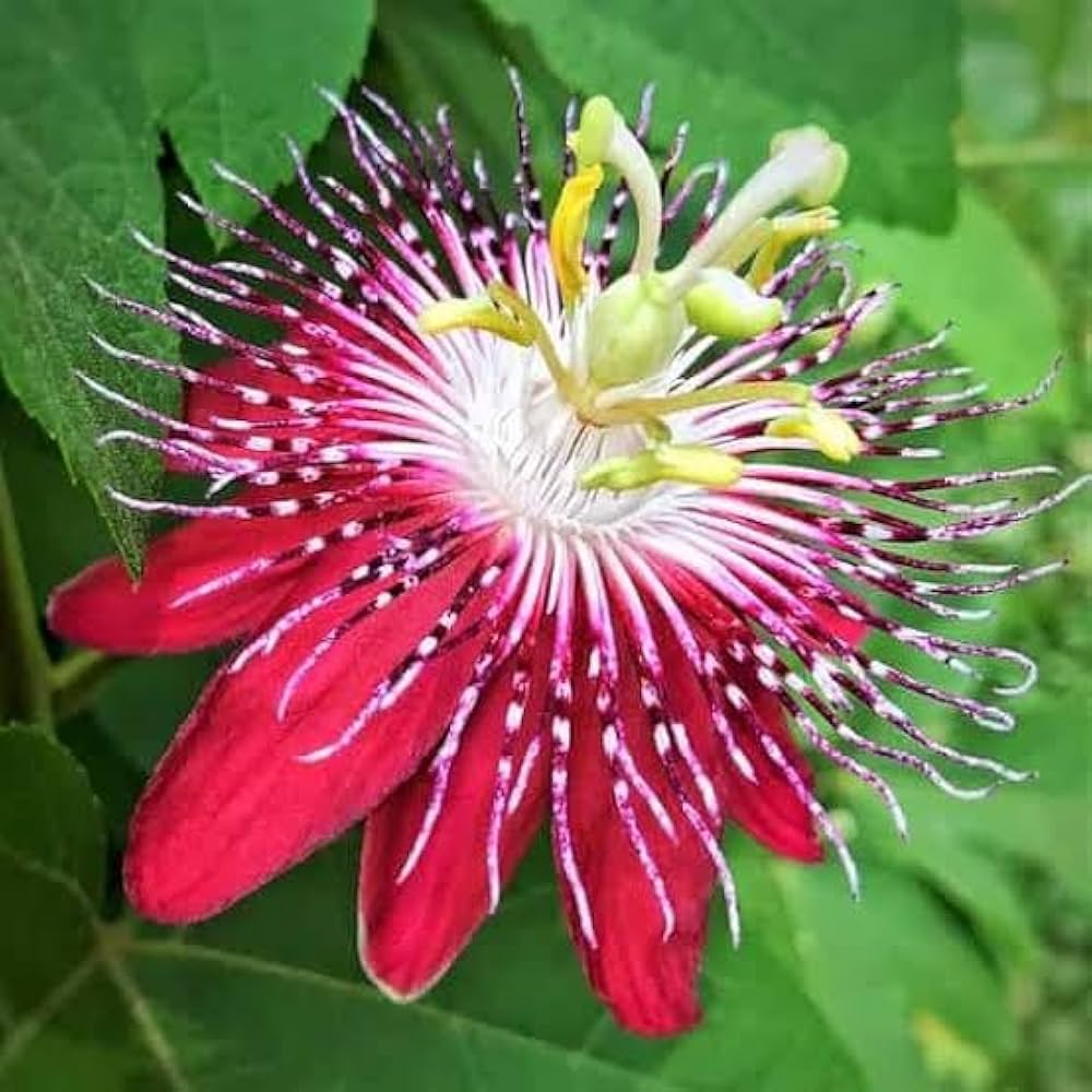 Red Winged flower seeds