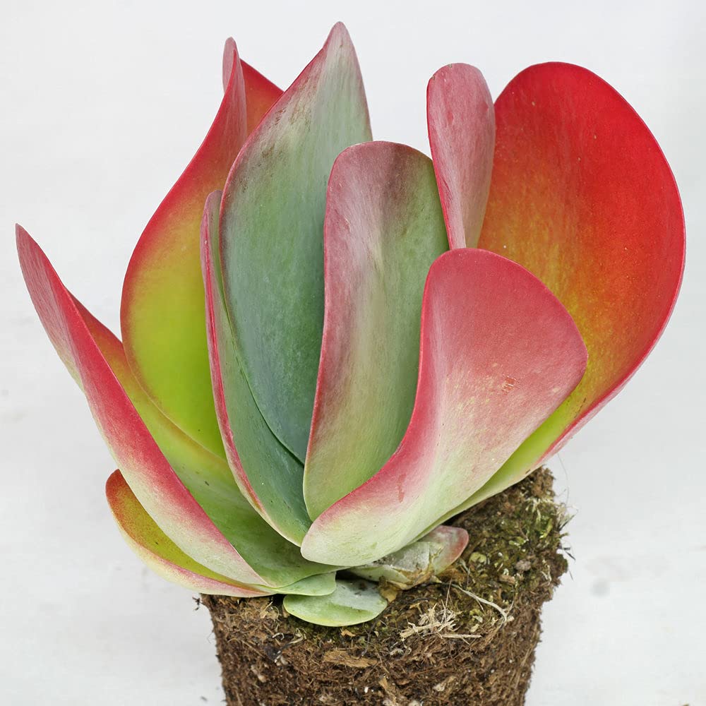 Thyrsiflora flower seeds