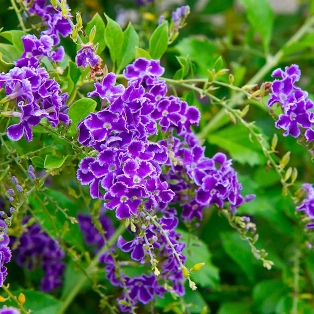 Duranta Repens flower seeds
