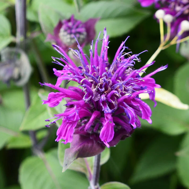 Purple Monarda flower seeds