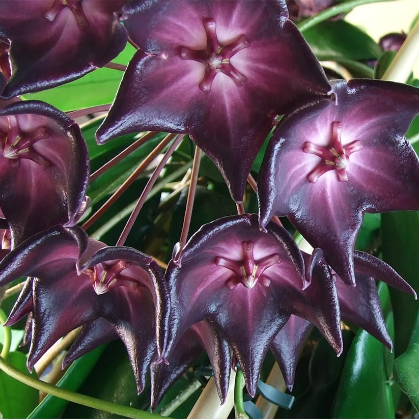 Purple And flower seeds